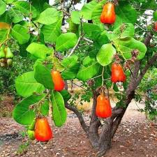 Cashew Fruits Plants