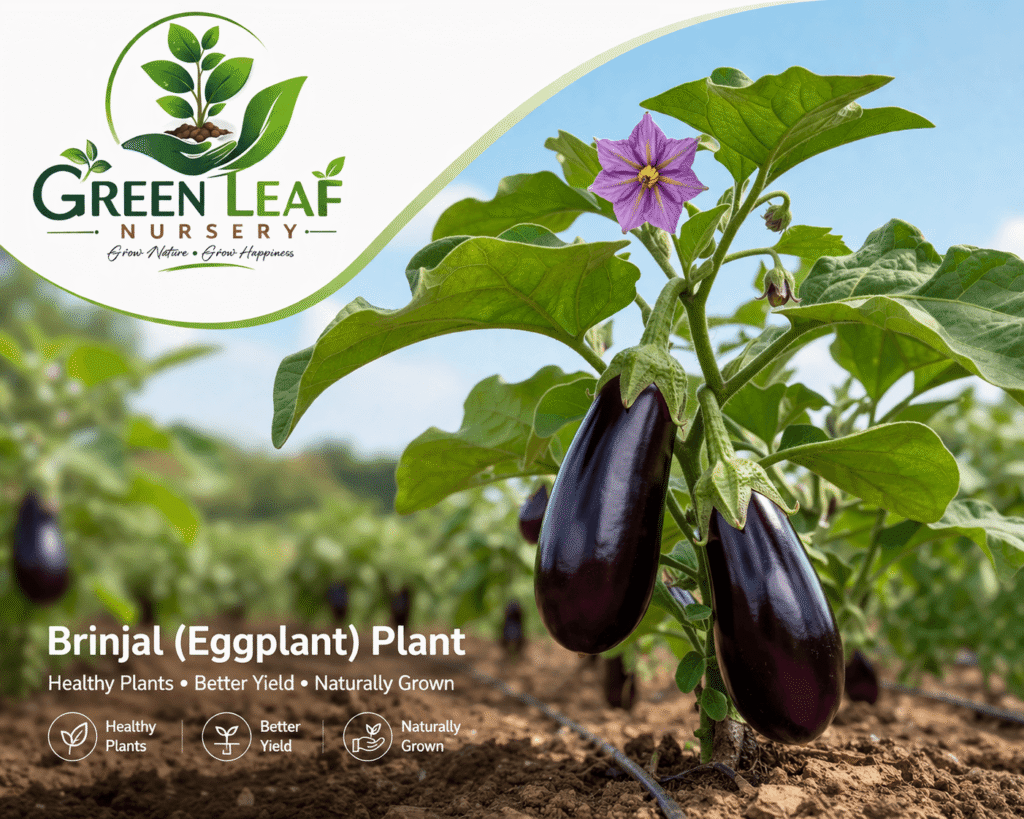 Brinjal (Eggplant) Vegetable Plants