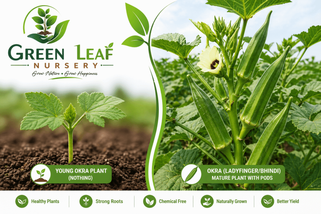 Okra (Ladyfinger/Bhindi) Vegetable Plants