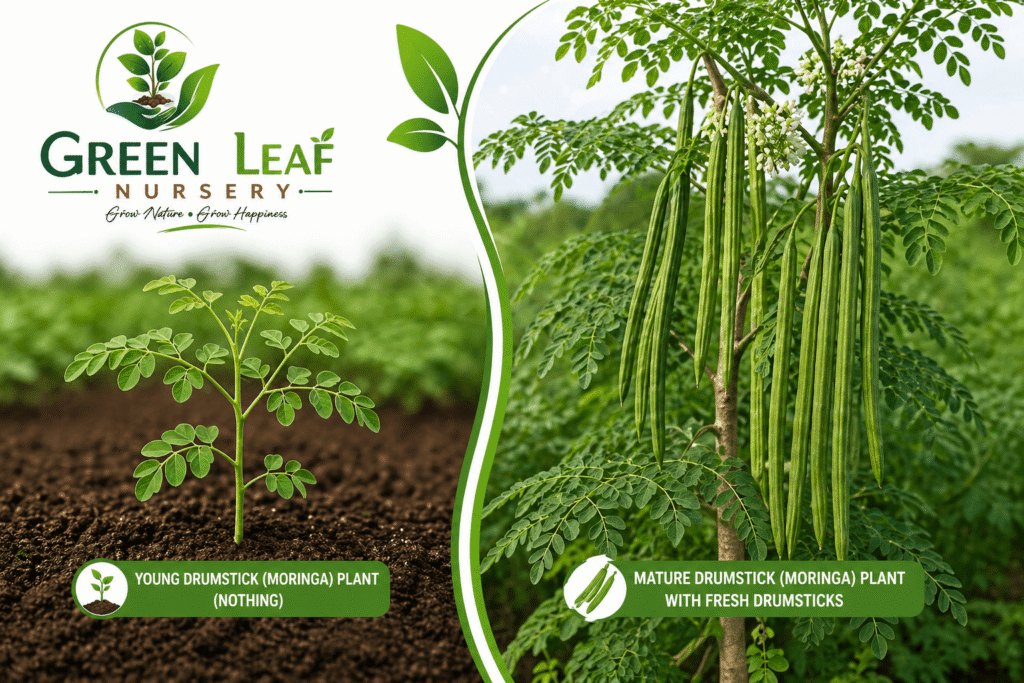 Drumstick (Moringa) Vegetable Plants