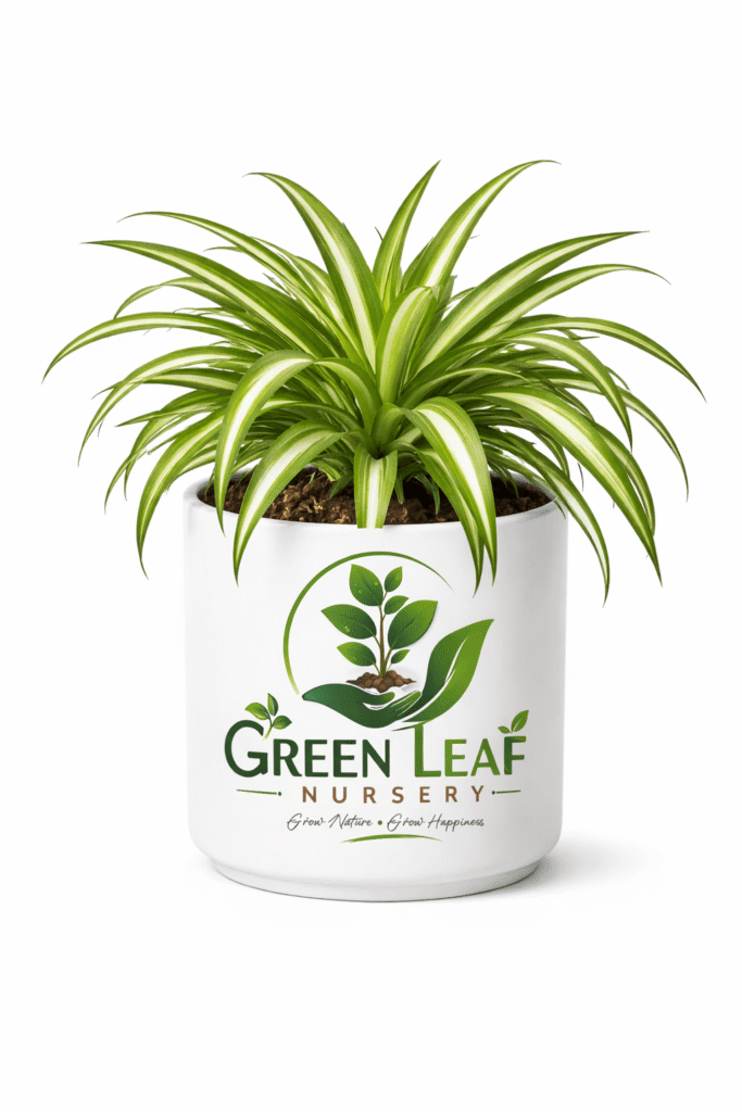 spider plant Indoor Plant