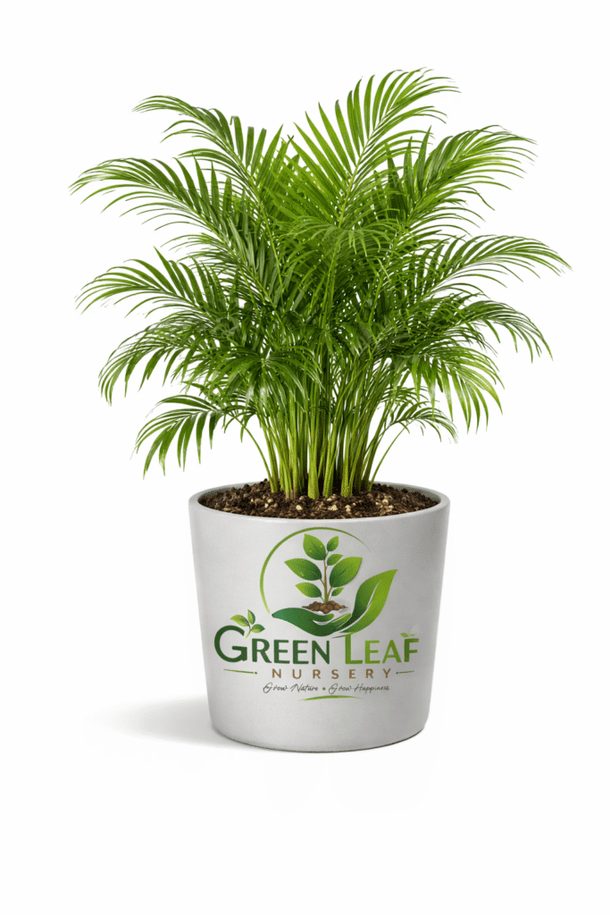Plam Areca plam Indoor plant