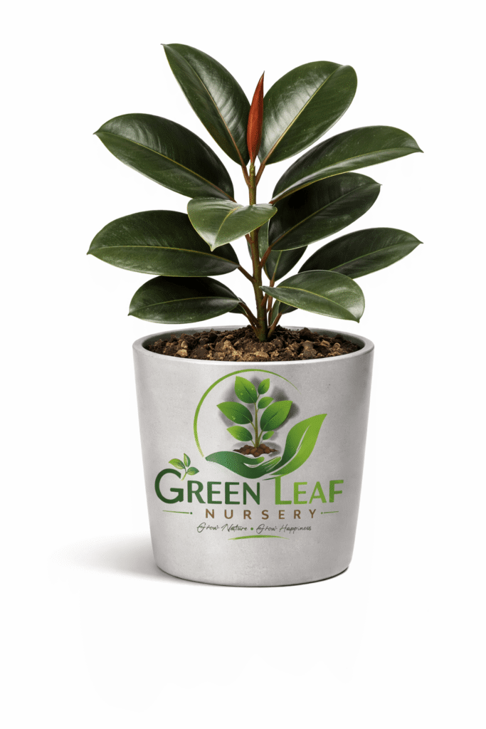 healthy rubber plant in modern pot Indoor plant