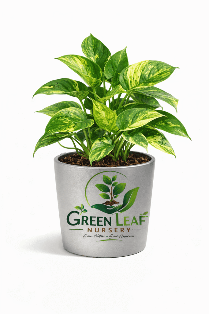 healthy money plant in gray pot Indoor plant