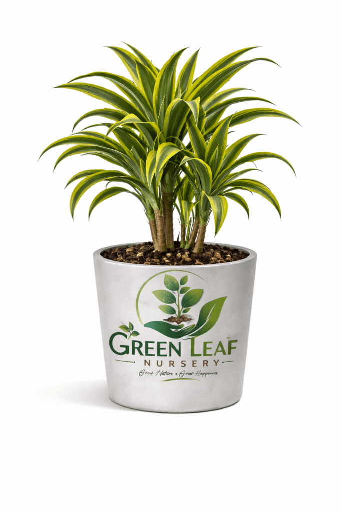 lemon lime dracaena in gray pot Indoor Plant