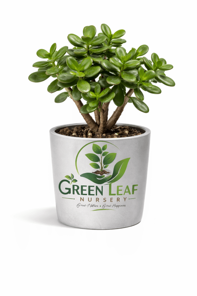 lush jade plant in gray planter Indoor Plant