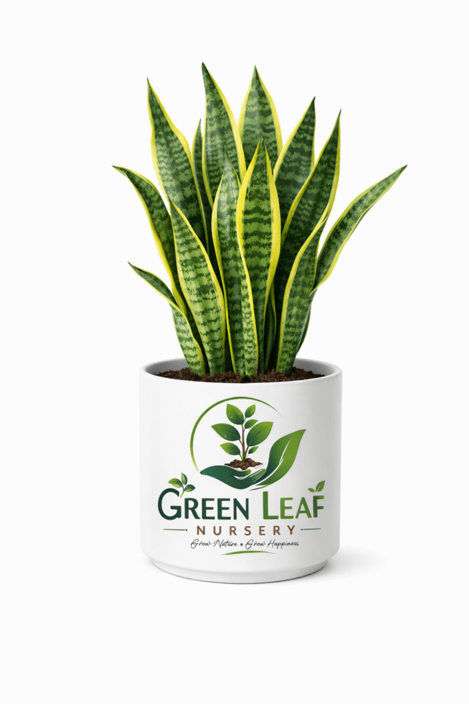 snake plant Indoor plant