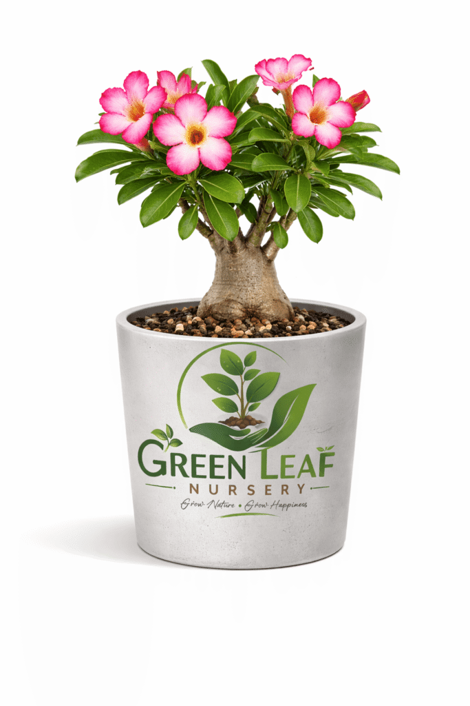 Adenium  Plant (Desert Rose) Indoor Plant