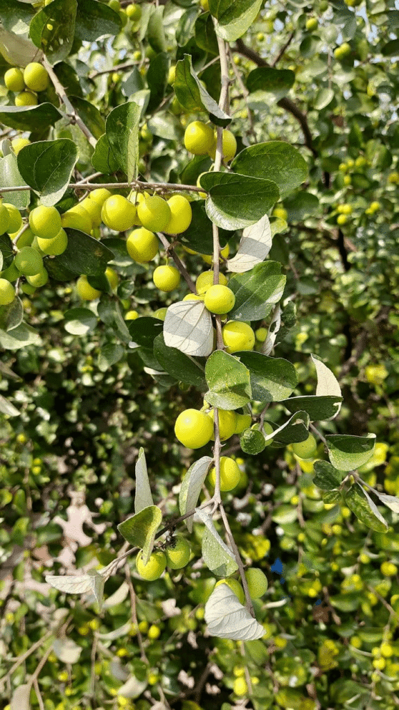 Ber, Apple Ber Fruits Plants